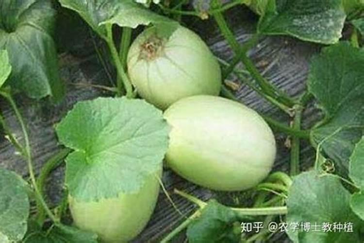 甜瓜施肥的时间和方法 甜瓜如何施肥