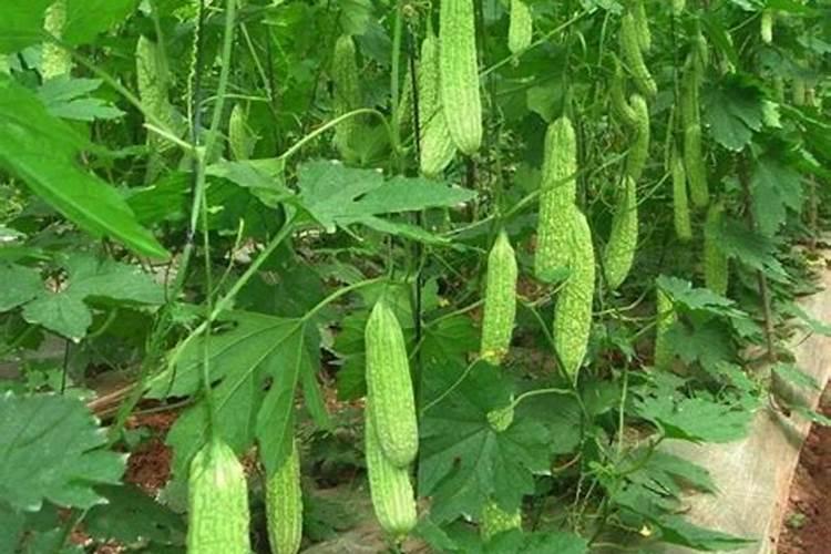 苦瓜施什么肥才挂果多