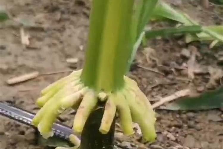 玉米倒伏的4大原因,农户了解后种植不踩坑,答案全在这里