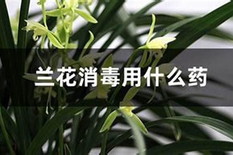 最好的兰花杀菌药