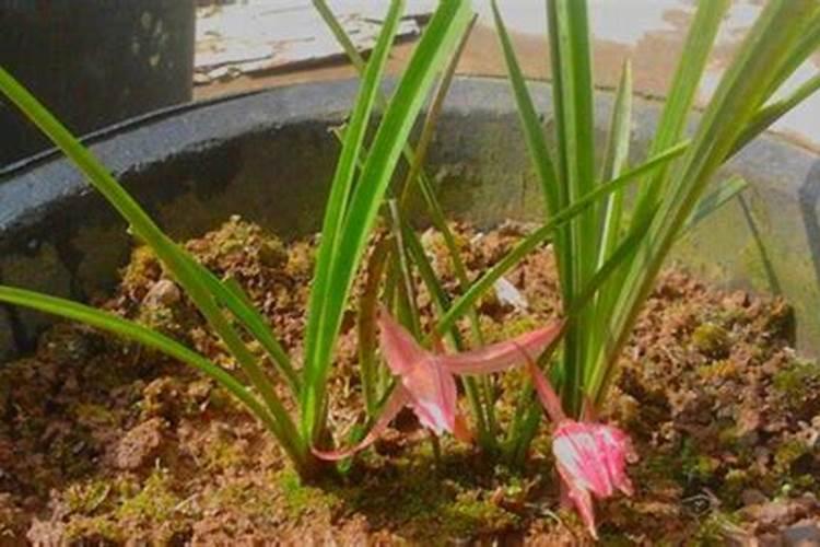 兰花用什么杀菌剂？根不烂叶更绿