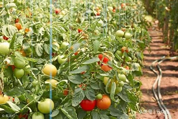 番茄秋冬季节怎么施肥 冬季西红柿施肥方法有哪些