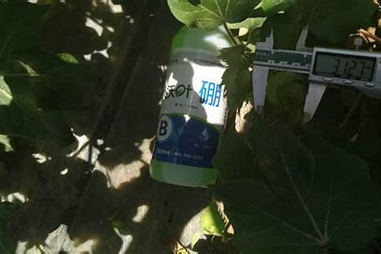 硼对滴灌作物生长的影响是什么？如何科学滴施硼肥？