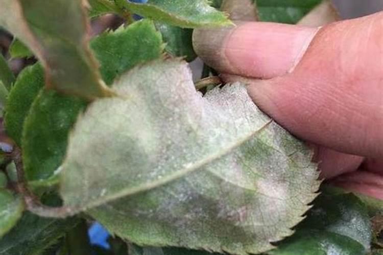 月季花起白粉是什么原因
