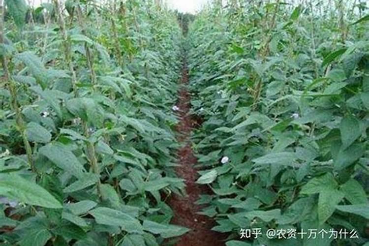 豆角最忌三种肥料
