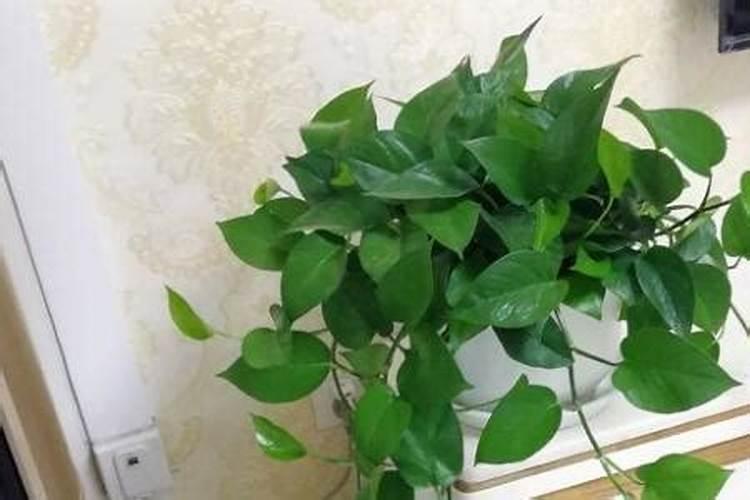 绿萝用什么肥料最好