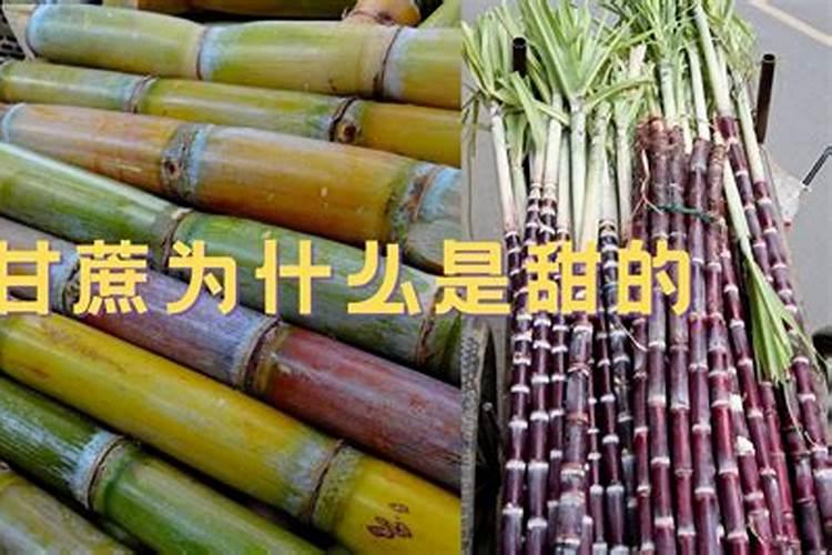 怎样施肥能使甘蔗长得又甜又粗壮？什么肥料效果好？