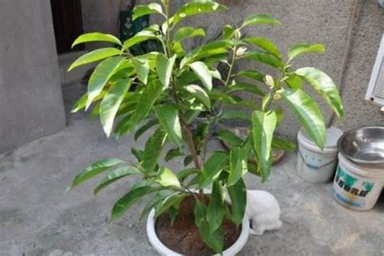 白兰花花谢后怎么处理 花谢后养护方法