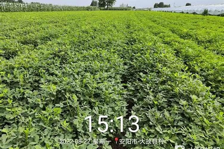 花生死苗怎么办？
