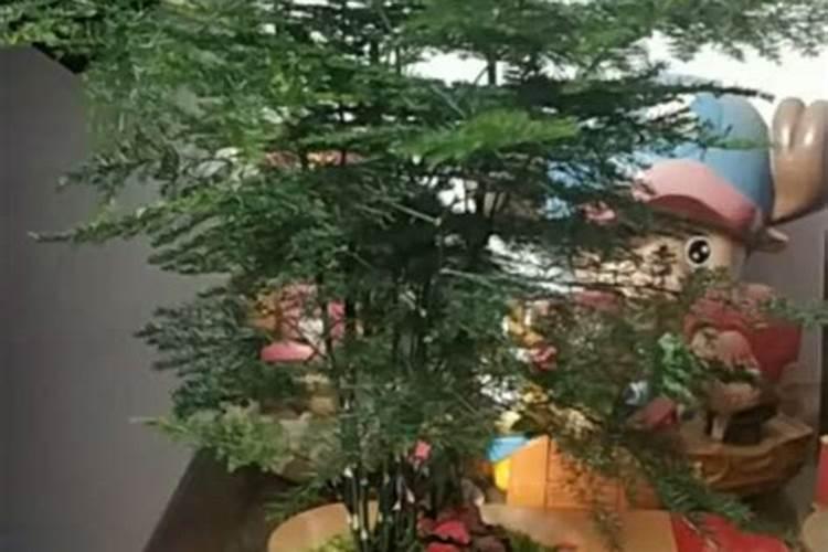 绿萝花怎么养最好看