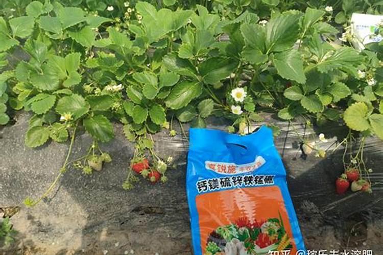 爬藤月季花的养殖方法和注意事项