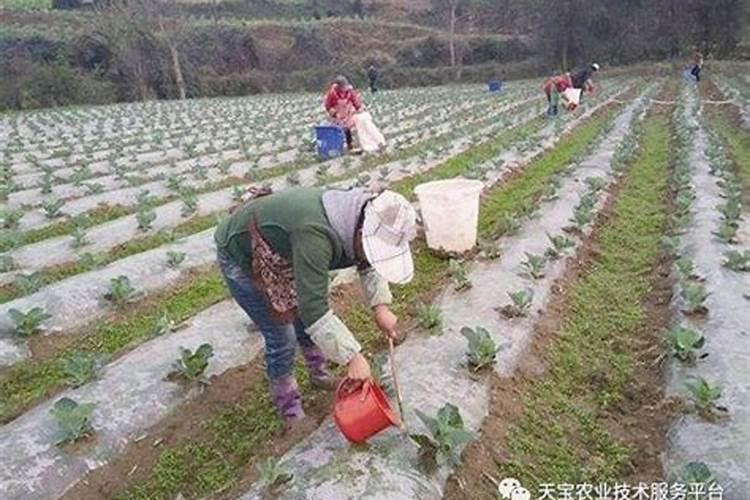 不同蔬菜的施肥期(上)