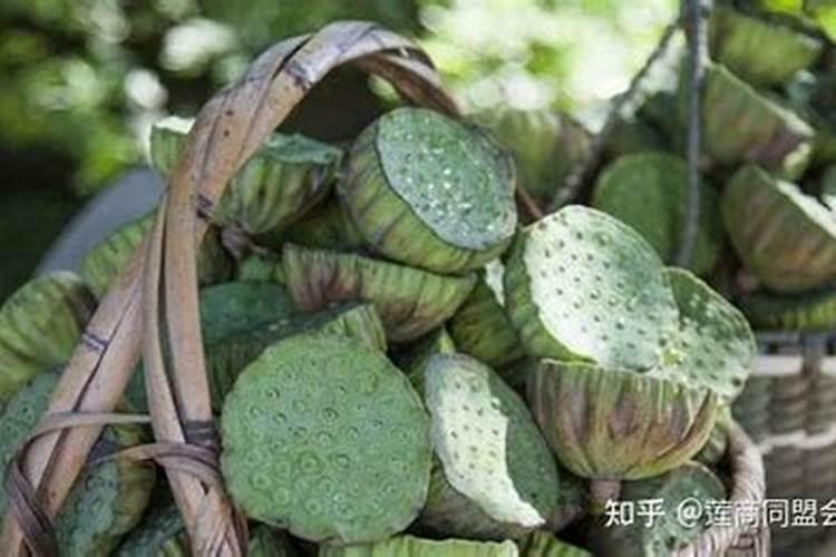 种植莲子需要用硫酸钾型复合肥还是用氯化钾型复合肥