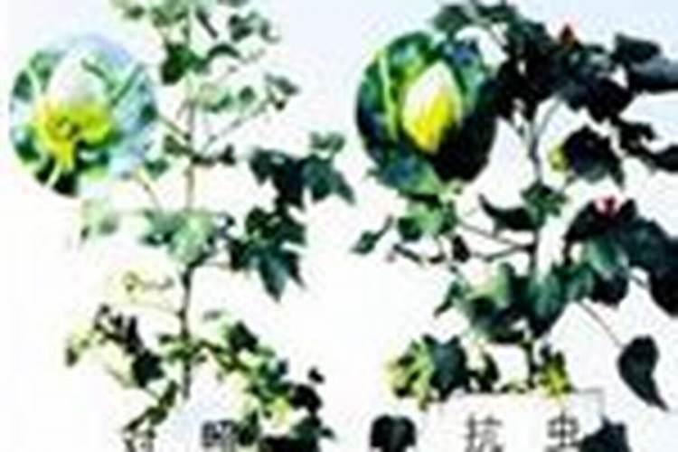 求棉花栽培技术