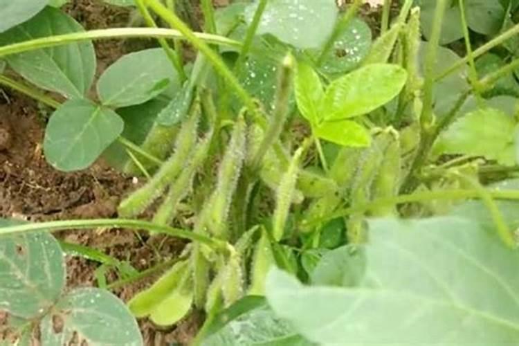 黄豆八月份豆瘪施啥肥料好？