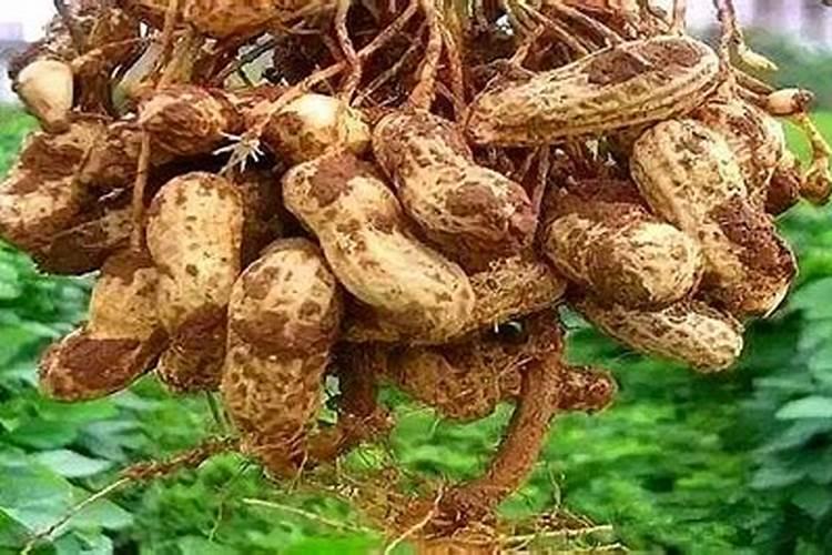 花生后期追肥使用什么肥料