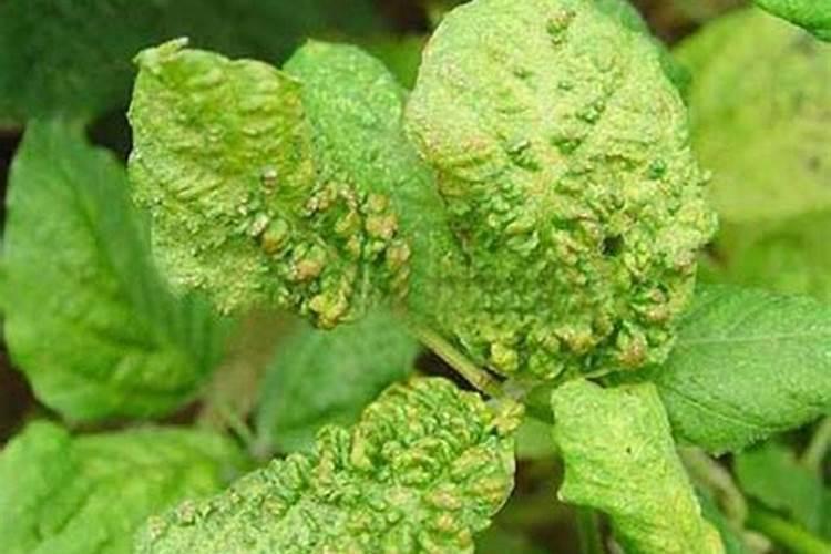 大豆缺钾的症状及防治措施是什么？