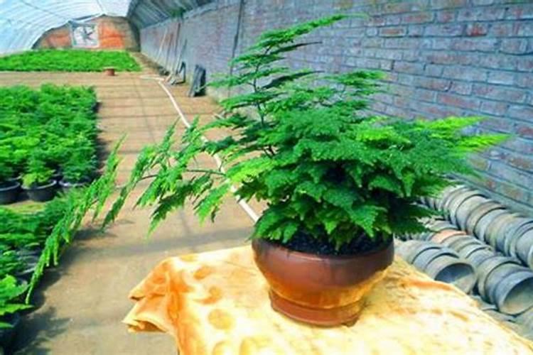 文竹施肥时间,怎样给文竹施肥