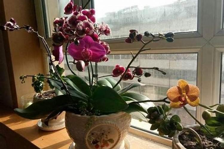 番茄用什么肥料好,怎么施肥