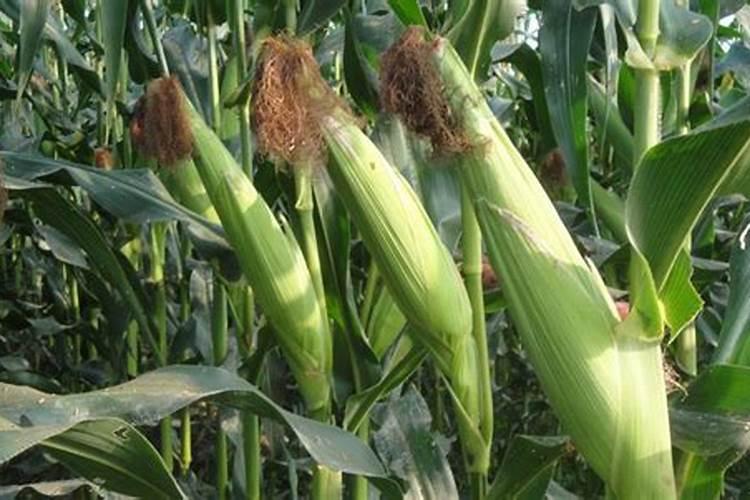 玉米底肥一次性施肥 氮磷钾 各用多少？