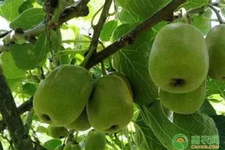 猕猴桃施肥的最佳时间 猕猴桃什么时候施肥