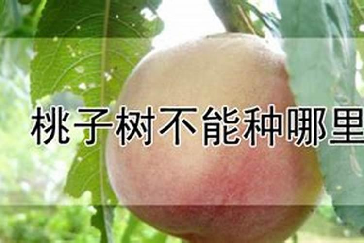 山东城信果树基地您好一个月前买了四颗樱桃树苗,现在只有一颗美早长了叶...