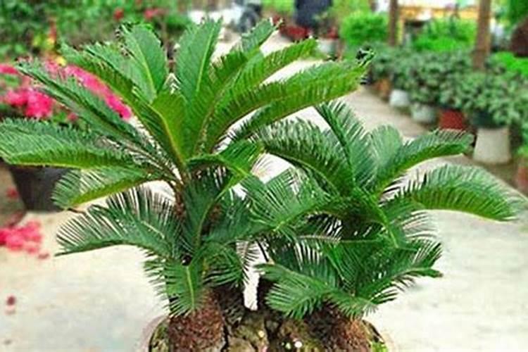 小麦想要高产需要注意哪些？用哪些肥料增产效果比较好