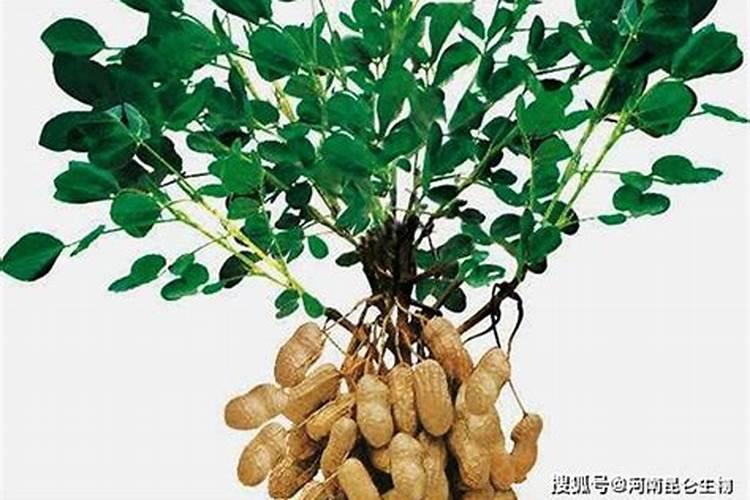 花生肥料最佳配方复合肥