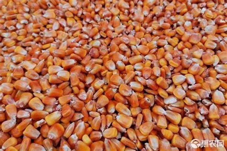 大有生物肥业玉米专用肥比普通肥料能多打多少粮