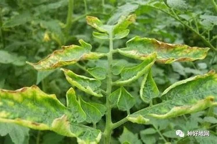 硅肥叶喷有触进茄子木质化功能吗？请专家指教。