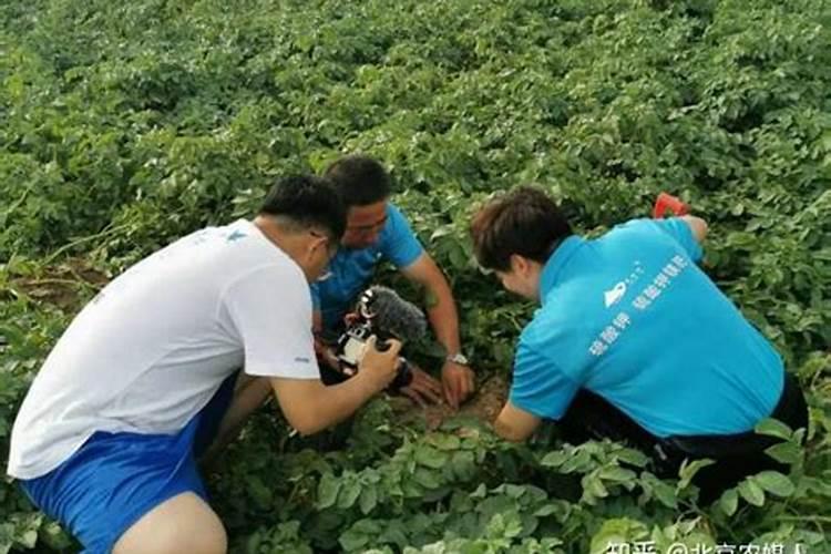土豆浇什么肥料合适