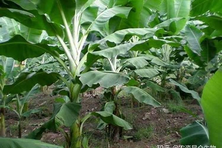 香蕉挂果的时候用什么肥料最好？