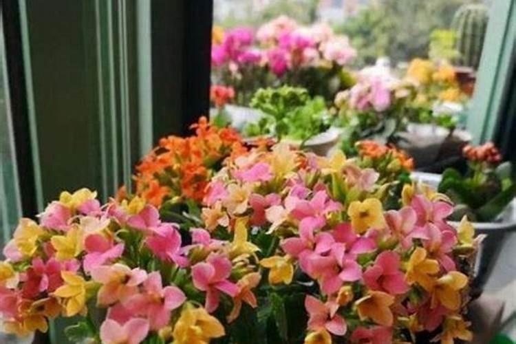 复合肥适合哪些花