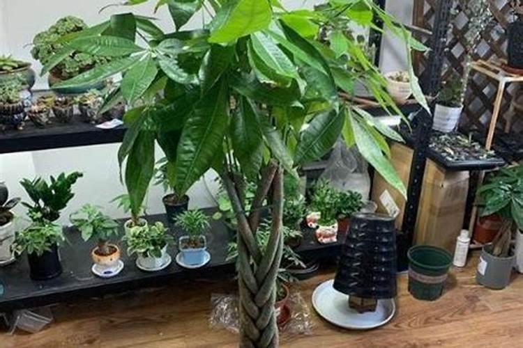 发财树用什么肥料最好