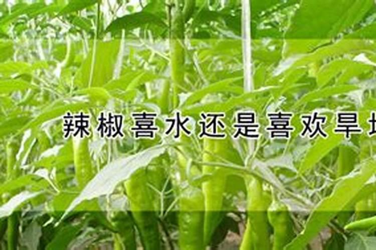 辣椒栽培方法