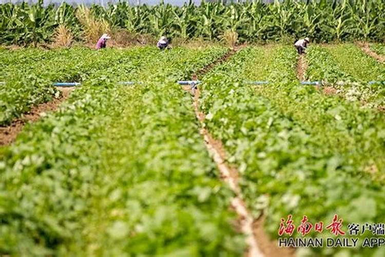 钙镁磷肥怎样用效果好 钙镁磷肥使用注意事项有哪些