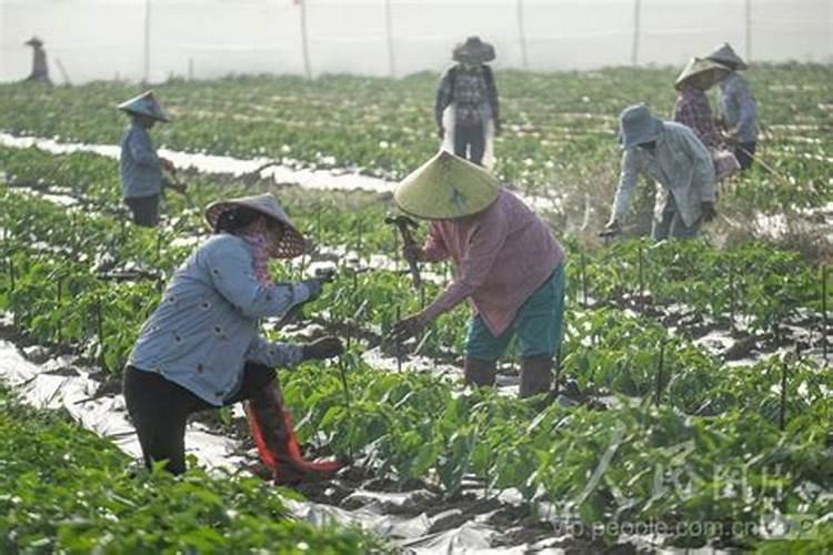 种植果瓜蔬菜,经济作为用什么肥料好？