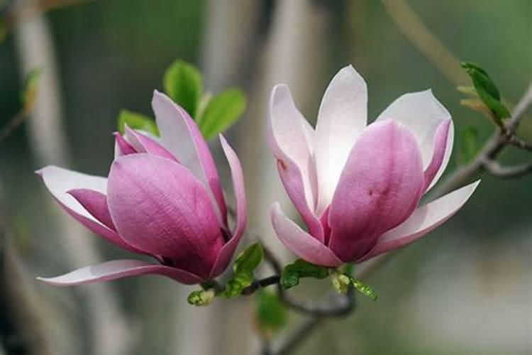 白兰花施什么肥料最好