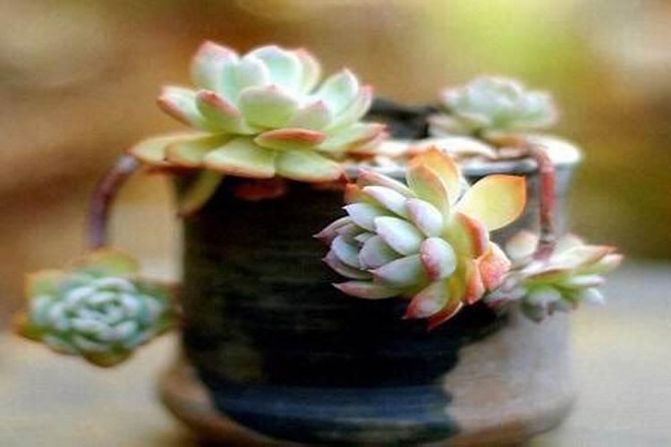 长寿花施肥的方法？