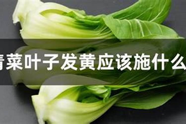 叶子发黄该施什么肥