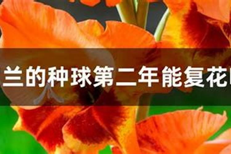唐菖蒲(剑兰)怎么施肥