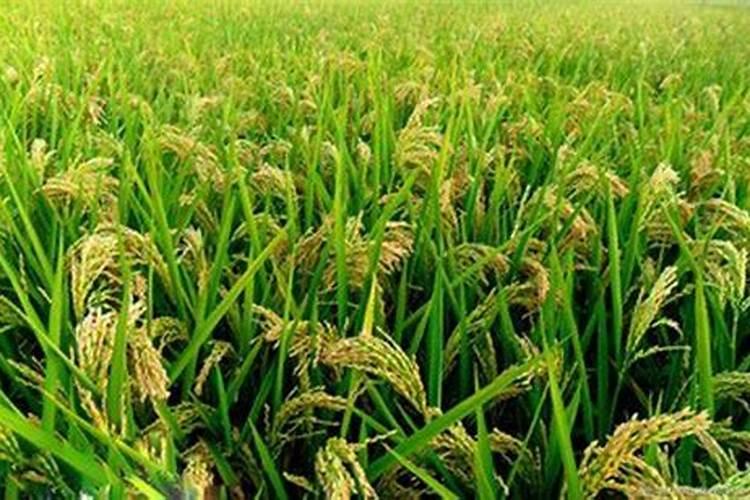 水稻精确定量栽培中如何合理确定氮肥用量？