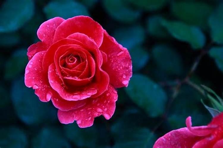 红根苋菜喷啥农药好使