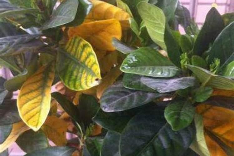 花叶子发黄用什么肥料 ？10种原因对症下药