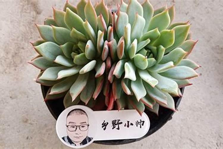多肉植物可以施氮肥吗