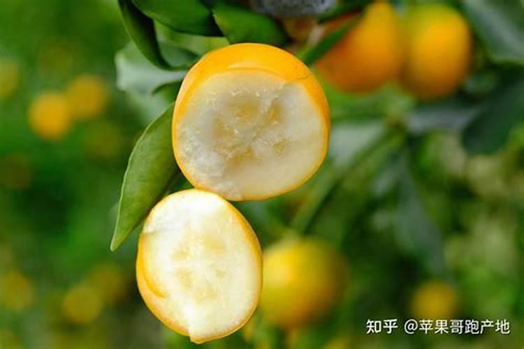 脆蜜金桔怎么保花保果