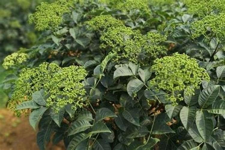 吴茱萸施肥时间,需肥特性,施肥方法
