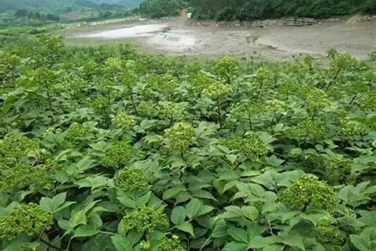 吴茱萸的施肥时间要点有哪些？
