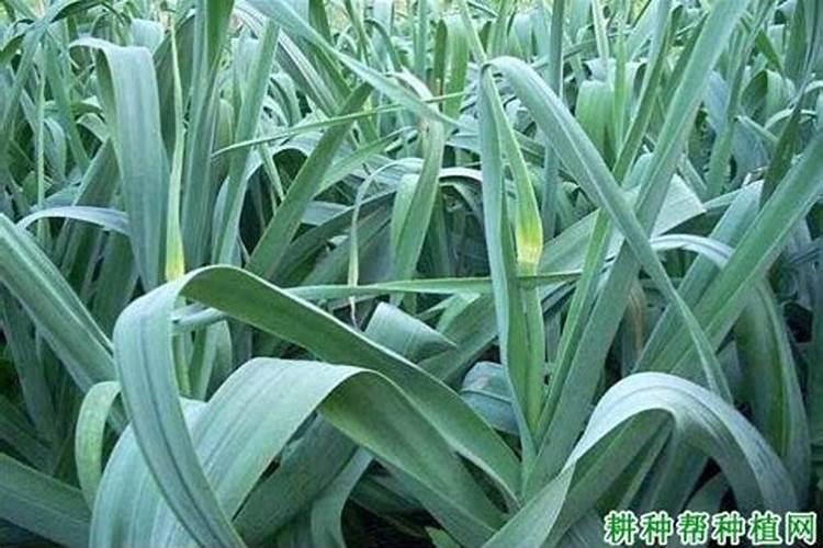 蒜叶子经常发黄为什么呢？