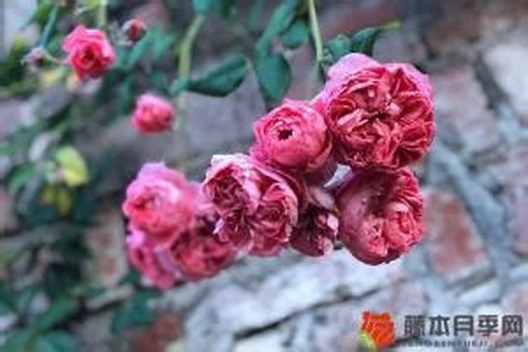 怎么判断月季要施肥了 判断月季要施肥怎么判断